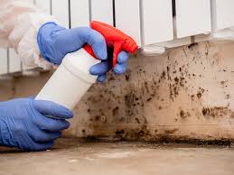 Why You Should Choose Our Mold Remediation Services in Palm Desert, CA